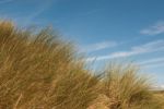 Grass On Sand Dunes Against The Sky Stock Photo