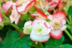 Pink White Begonia Flower In Garden Stock Photo