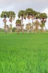 Sugar Palm Trees Stock Photo