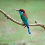 Blue-throated Bee-eater Stock Photo