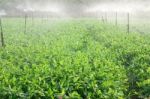 Watering In Farm Stock Photo