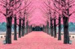 Pink Tree,nami Island In Korea Stock Photo