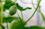 Close Up Baby Melon With Melon Flower, Popular Stock Photo