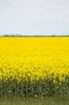 Field Of Canola Plants Stock Photo