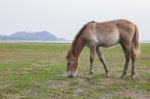 Horse In Farm Feeding Field Stock Photo