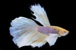 Colorful Betta(siam Fighting Fish) Isolated On Black Background Stock Photo