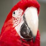 Close Up Of The Macaw Bird Stock Photo