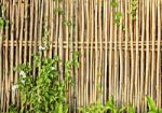 Bamboo Fence Stock Photo