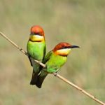 Chestnut-headed Bee-eater Stock Photo