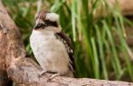 Australian Laughing Kookaburra Stock Photo