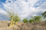 Giant Ceiba Trees Grows Up In Sunny Coast Of Ecuador Stock Photo