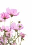 Cosmos Flowers Isolated On White Stock Photo