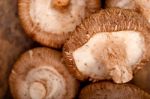 Shiitake Mushrooms Stock Photo