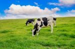 Cows On A Green Field And Blue Sky Stock Photo