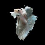 Betta Fish On Black Stock Photo