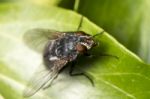 Common Fly Insect Stock Photo