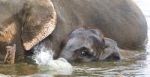 Image Of A Funny Young Elephant Swimming In A Lake Stock Photo