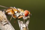 Tachina Fly Stock Photo