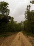 Forest Pathway Stock Photo