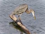 Photo Of A Great Blue Heron Drinking Water Stock Photo