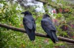 Common Raven (corvus Corax) Stock Photo