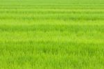 Green Rice Field Stock Photo