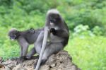 Dusky Leaf Monkeys Stock Photo