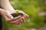 Hands Holding Seedleng Stock Photo