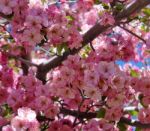 Spring Blossoms Stock Photo