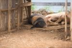 Pigs On The Farm Stock Photo