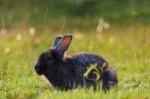 Rabbit Stock Photo