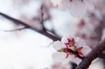 Cherry Blossom With Soft Focus, Sakura Season Background In Spring Stock Photo