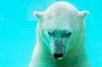 Polar Bear Stock Photo