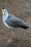 Fuengirola, Andalucia/spain - July 4 : Masked Lapwing (vanellus Stock Photo