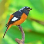 Daurian Redstart Bird Stock Photo