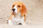 Beagle On The Carpet Stock Photo