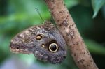 Owl Butterfly (caligo Memnon).jpg Stock Photo