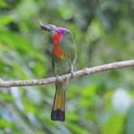 Male Red-bearded Bee-eater Stock Photo