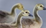 Photo Of Two Cute Chicks Of Canada Geese Stock Photo