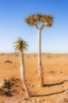 Trees On The Desert In South Africa Stock Photo