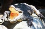 Crocodile Opening Mouth Stock Photo