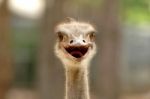 Ostrich Head Stock Photo