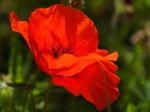 Poppies Flowering In Ronda Spain Stock Photo