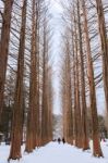 Nami Island - South Korea - January 19: Tourists Taking Photos Of The Beautiful Scenery Around Nami Island On January 19, 2015, South Korea Stock Photo