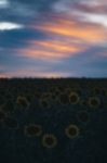 Sunflowers In A Field In The Afternoon Stock Photo