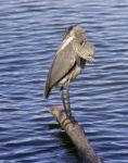 Beautiful Photo Of A Great Blue Heron Stock Photo