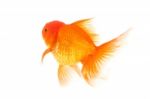 Gold Fish. Isolation On The White Stock Photo