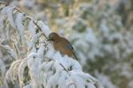 Jay In Snow Stock Photo