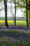 Looking  Out Of Wepham Wood Stock Photo