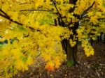 Acer Soccharinum Tree In Autumn Stock Photo